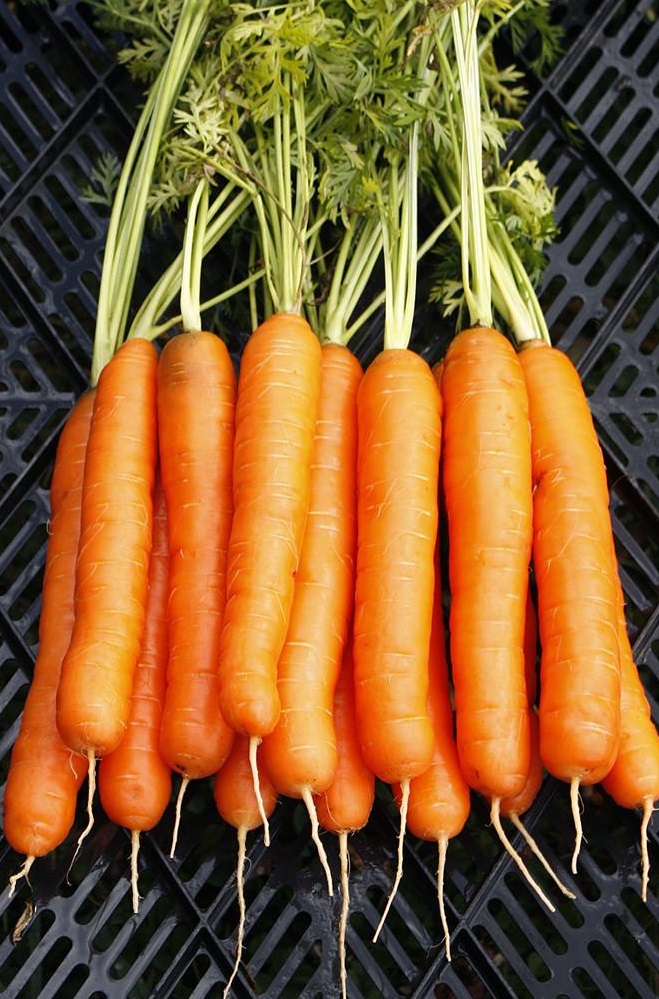 Carrots