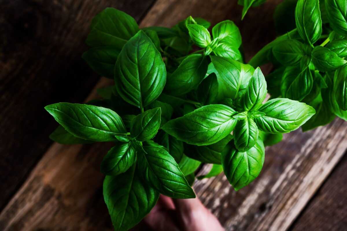 Basil