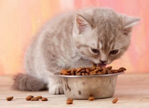 Things to Consider When Choosing Cat Food