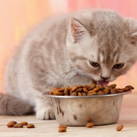 Things to Consider When Choosing Cat Food