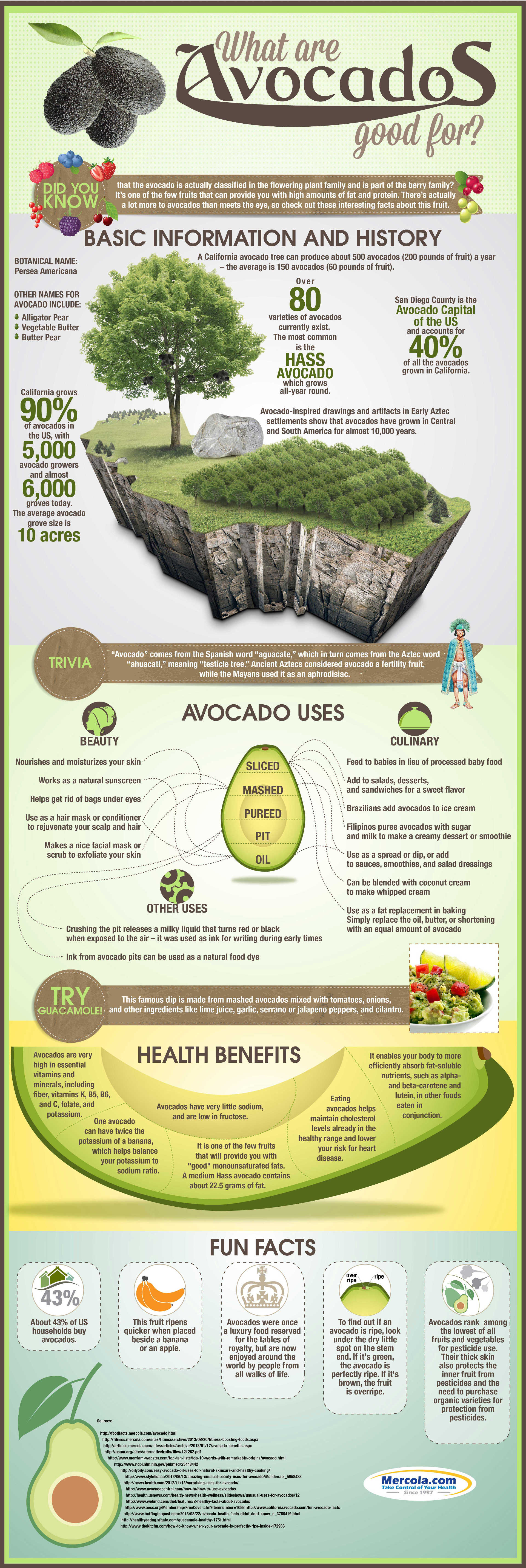 Avocado Uses And Health Benefits