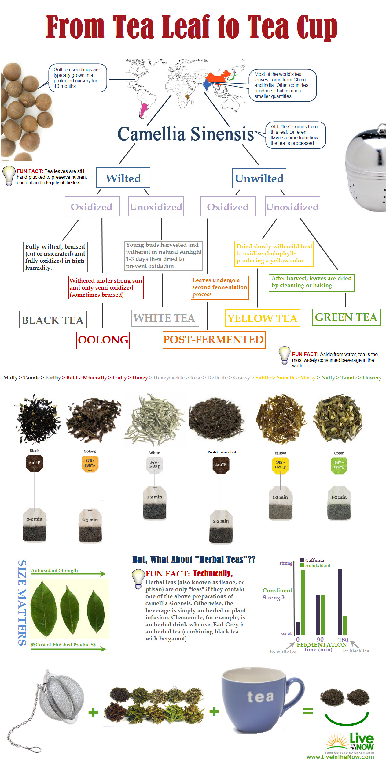 From Tea Leaf To Tea Cup