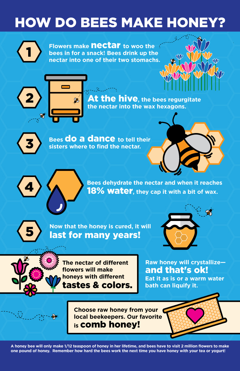 How Do Bees Make Honey