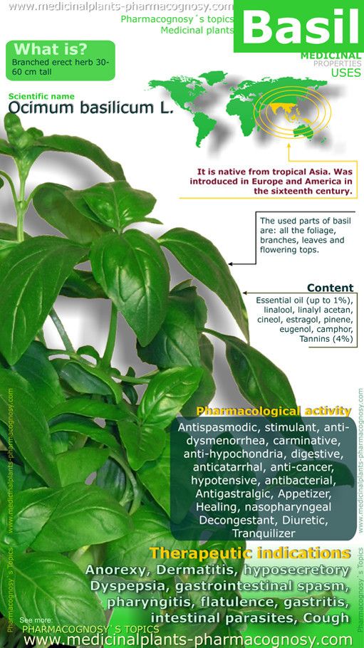 Basil Health Benefits