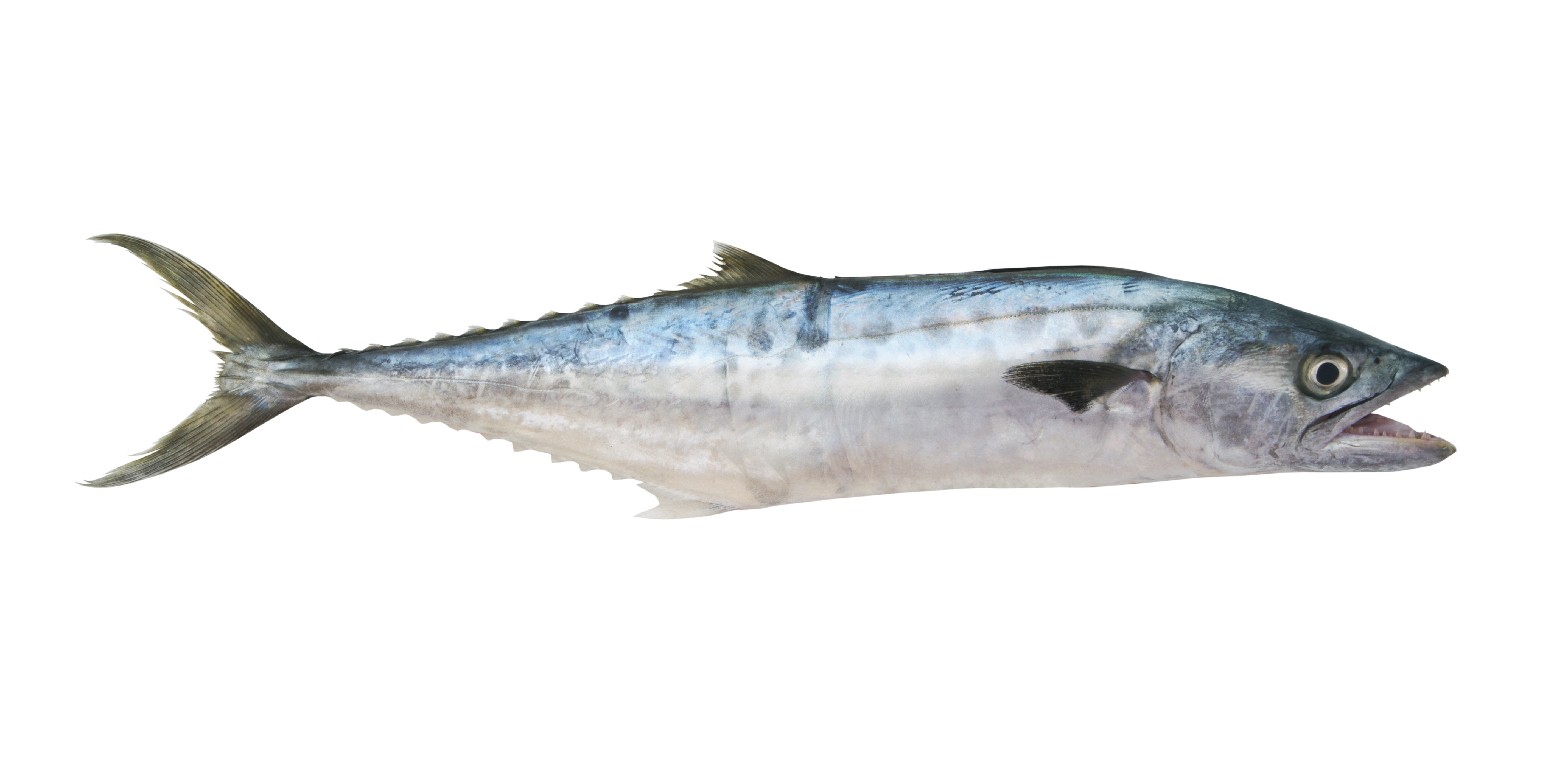 King Fish or King Mackerel