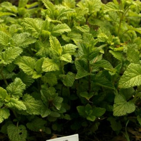 Lemon Balm Tea Recipe (Herbal Iced Tea)