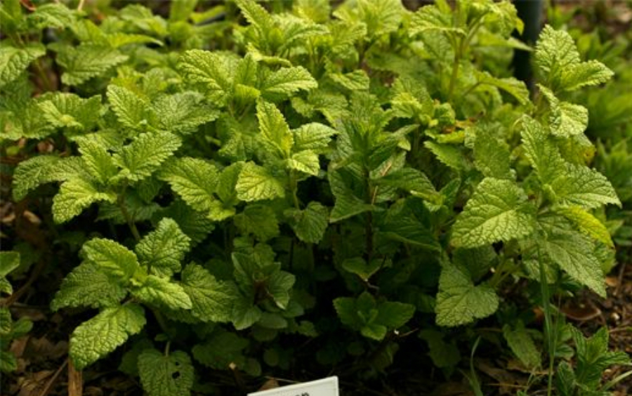 Lemon Balm Tea Recipe (Herbal Iced Tea)