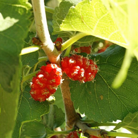 Mulberry Jam Recipe