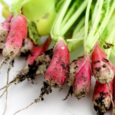 Radish Pesto Recipe