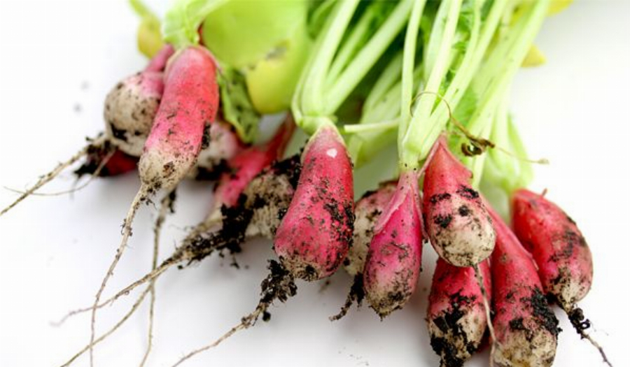 Radish Pesto Recipe