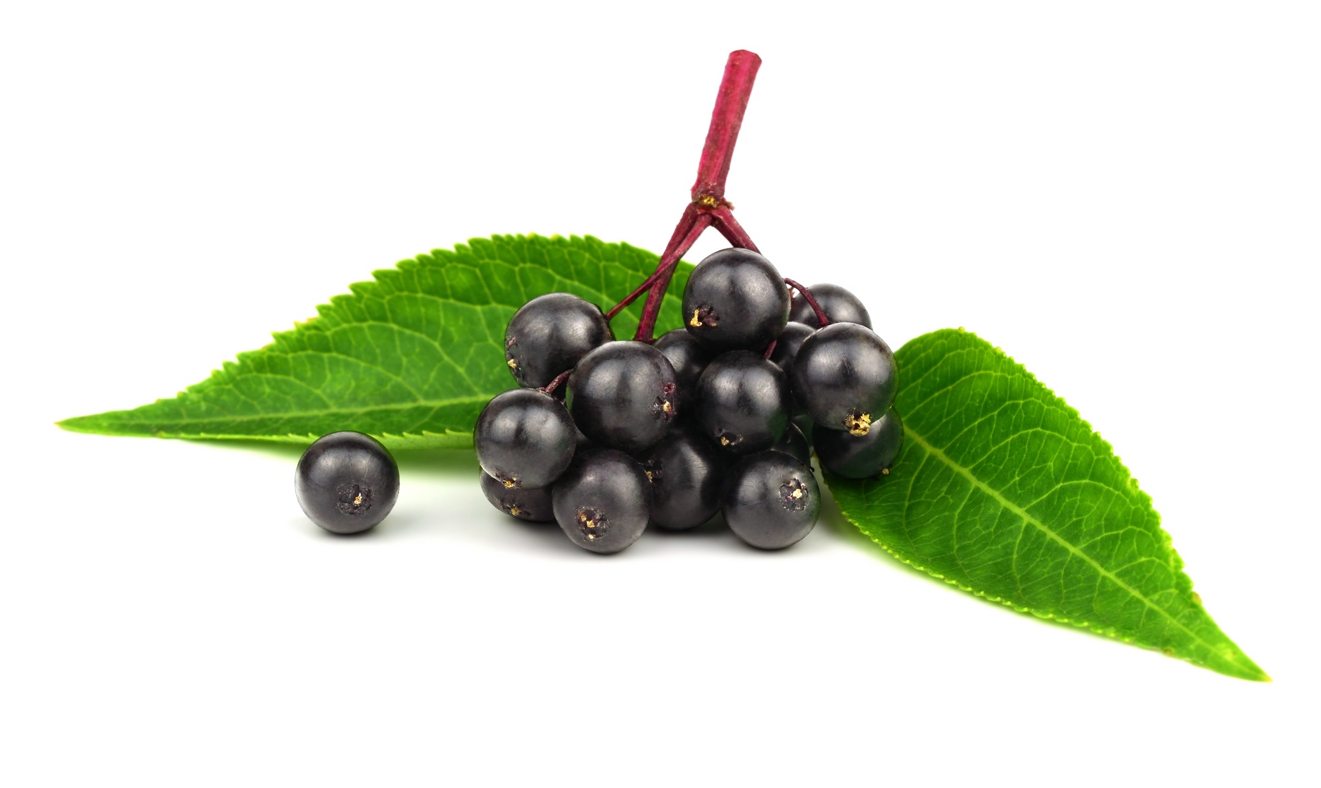 Elderberries