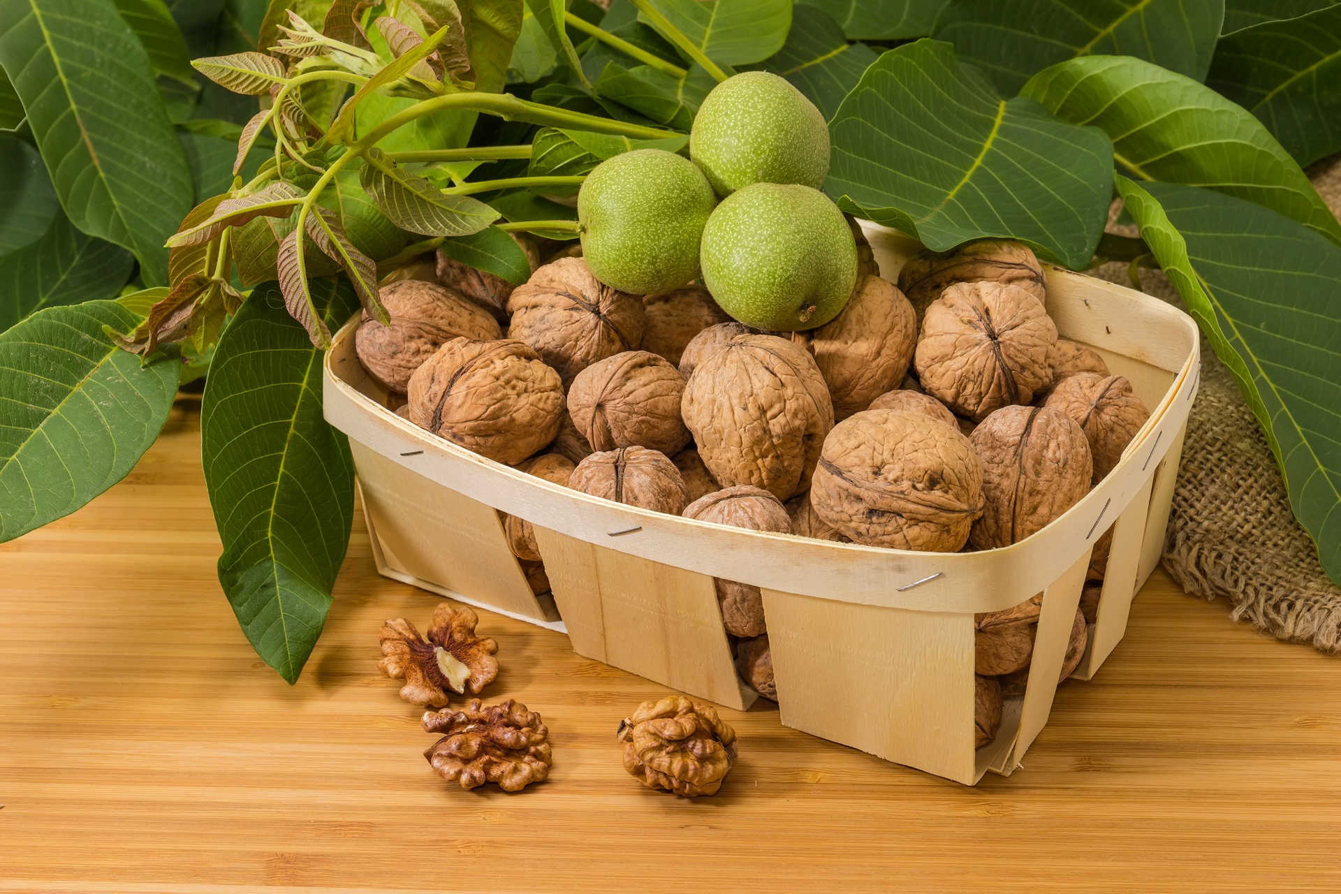 English walnut