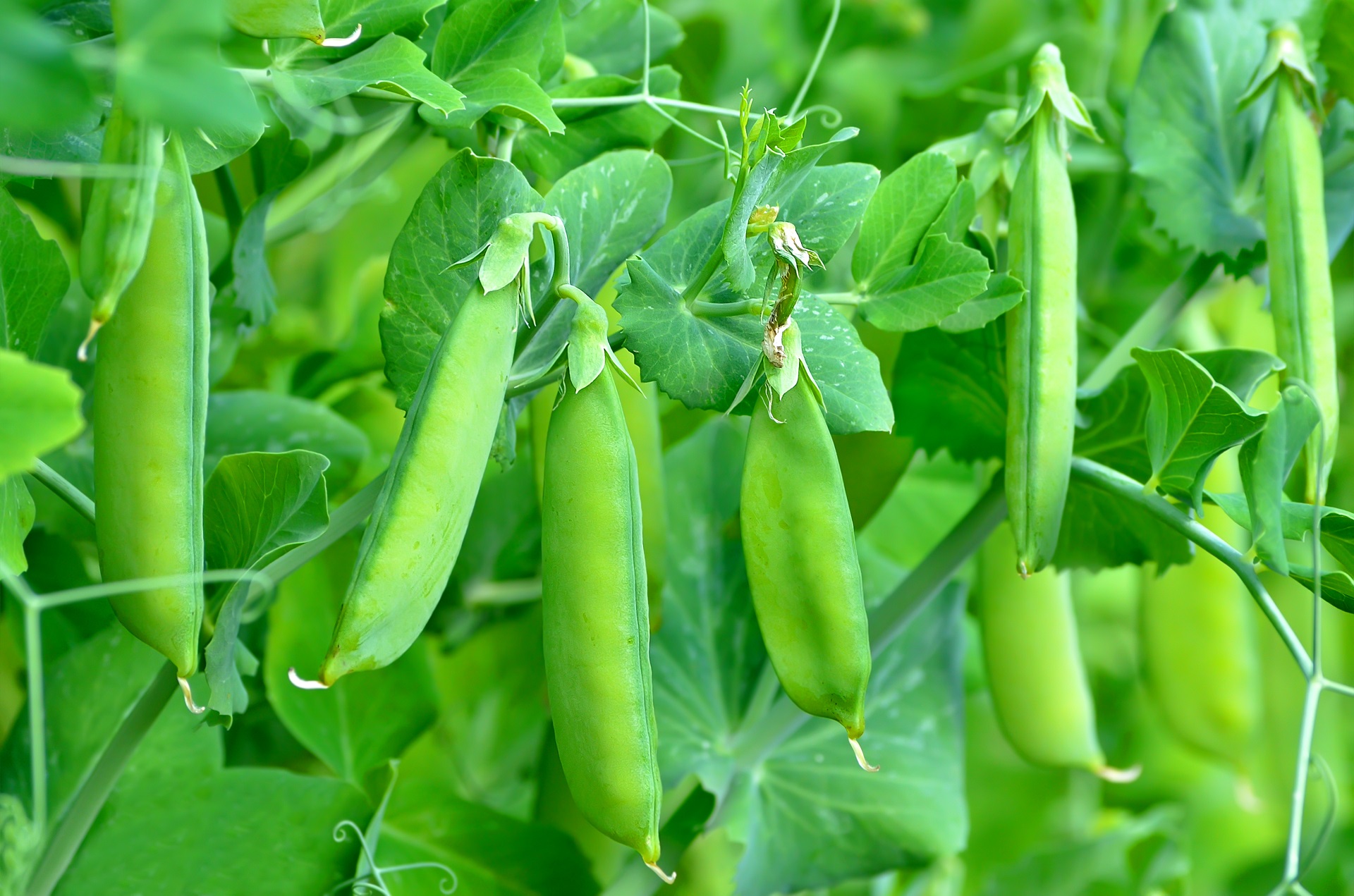 Field Pea