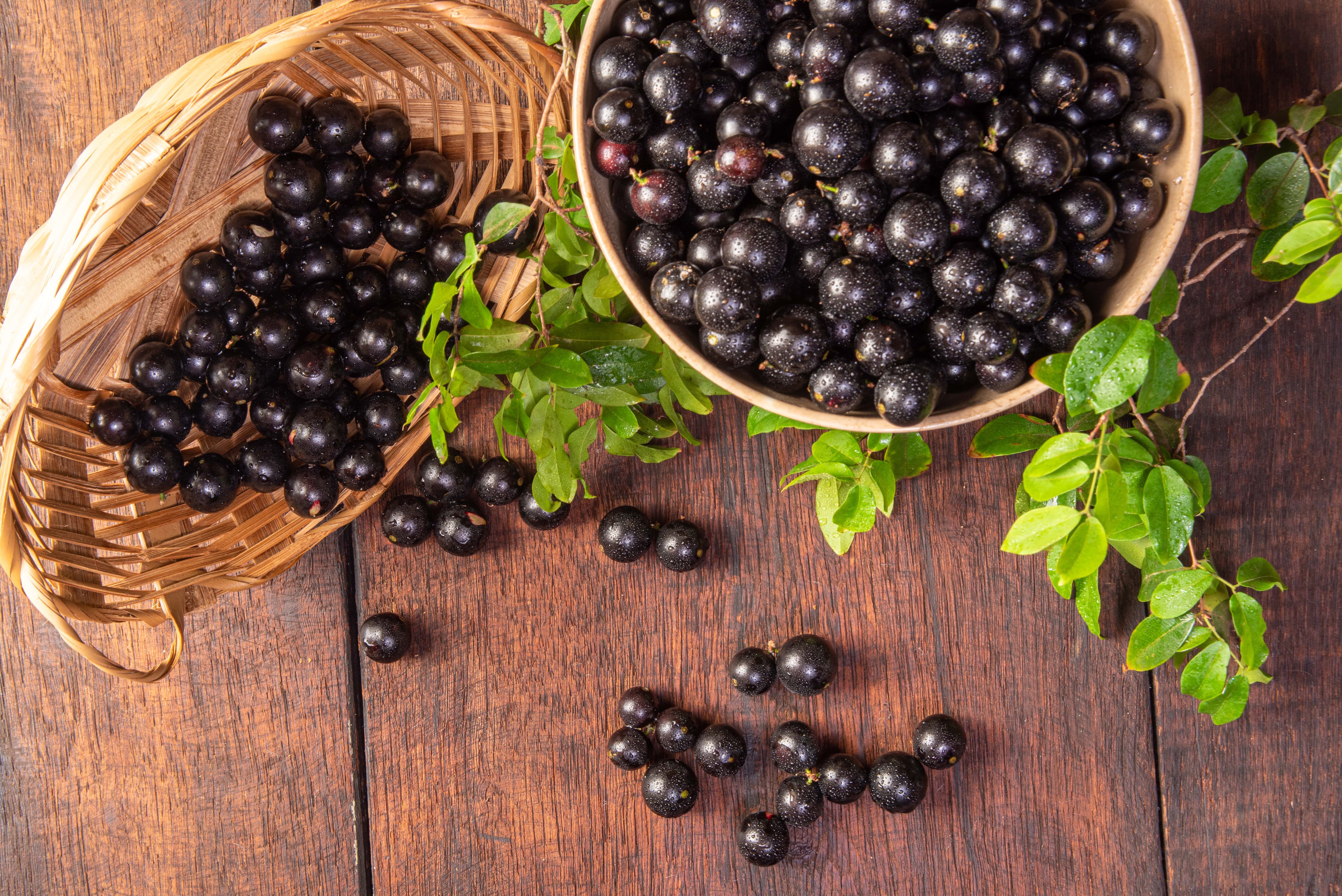 Jabuticaba