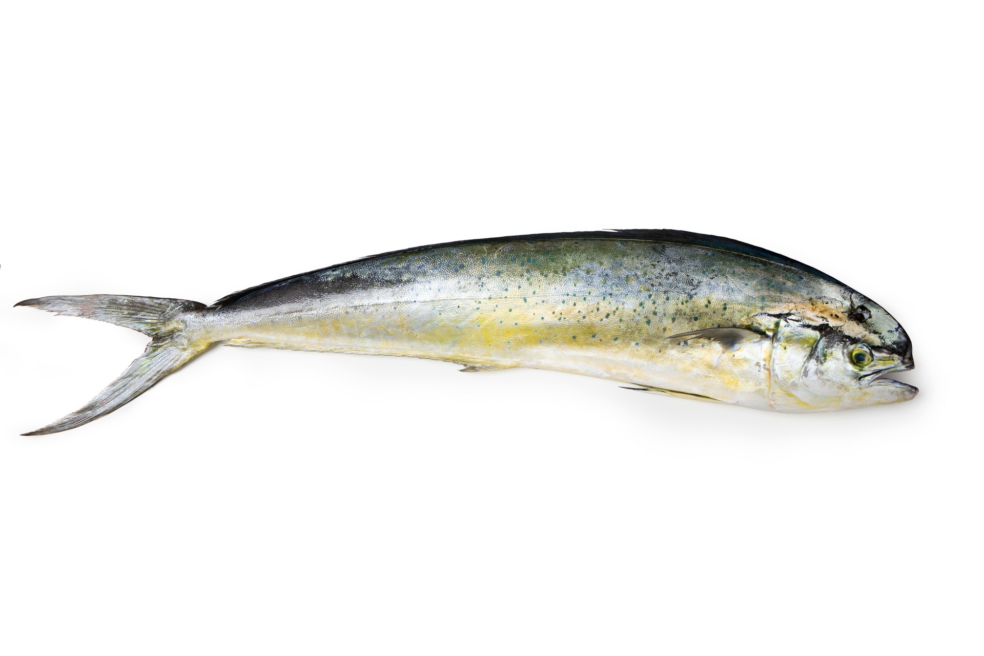 Mahi Mahi