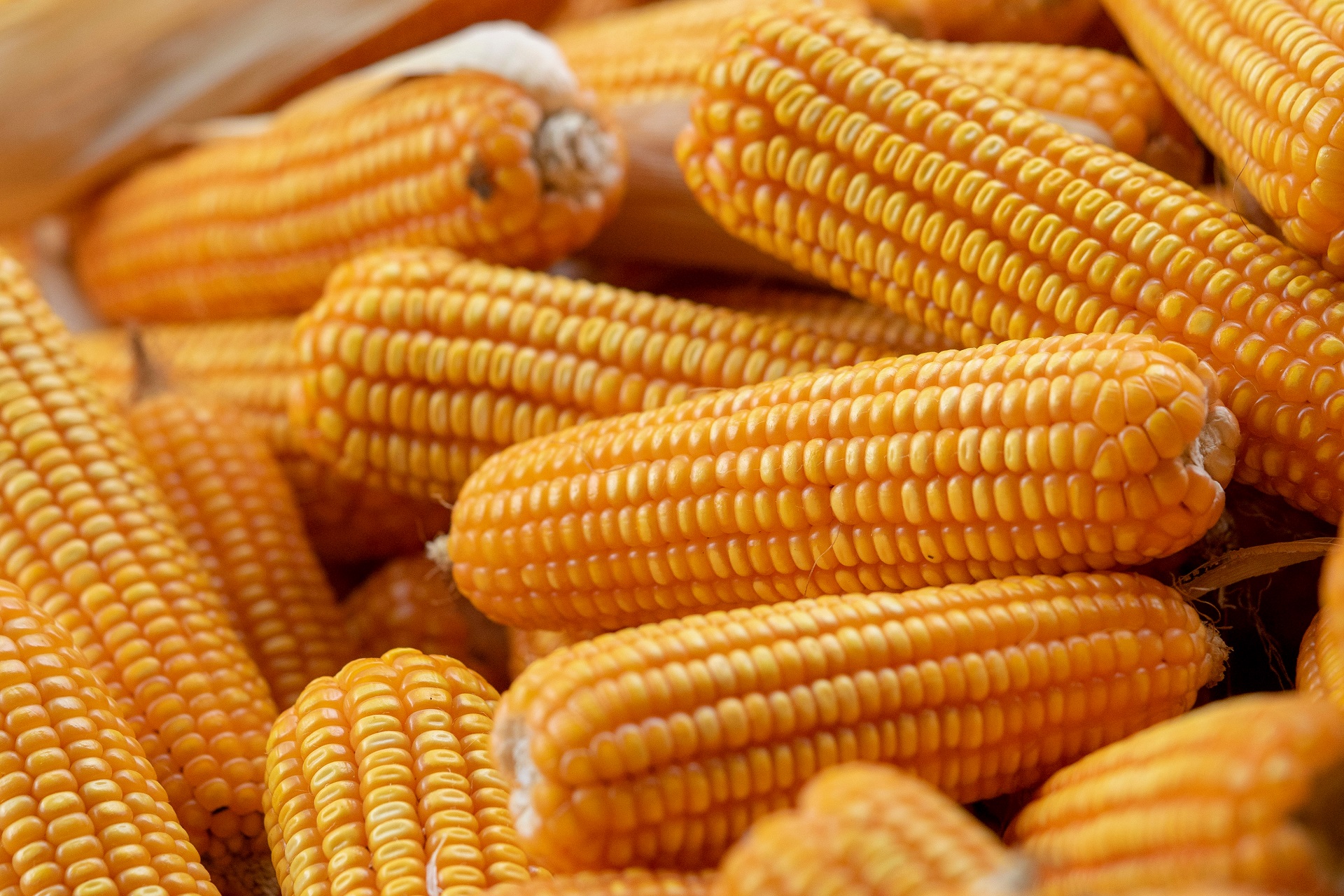 Maize