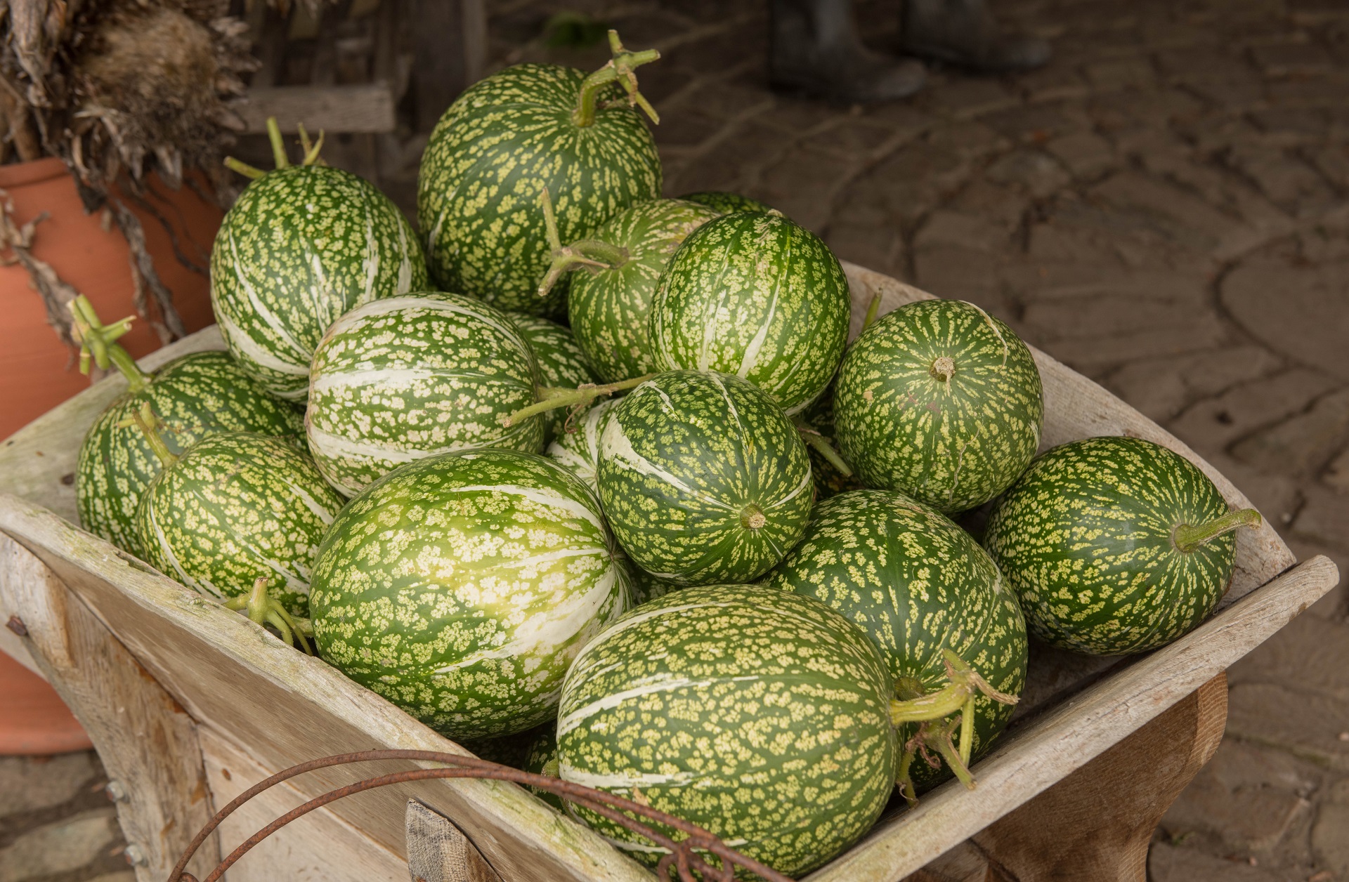 Malabar Gourd