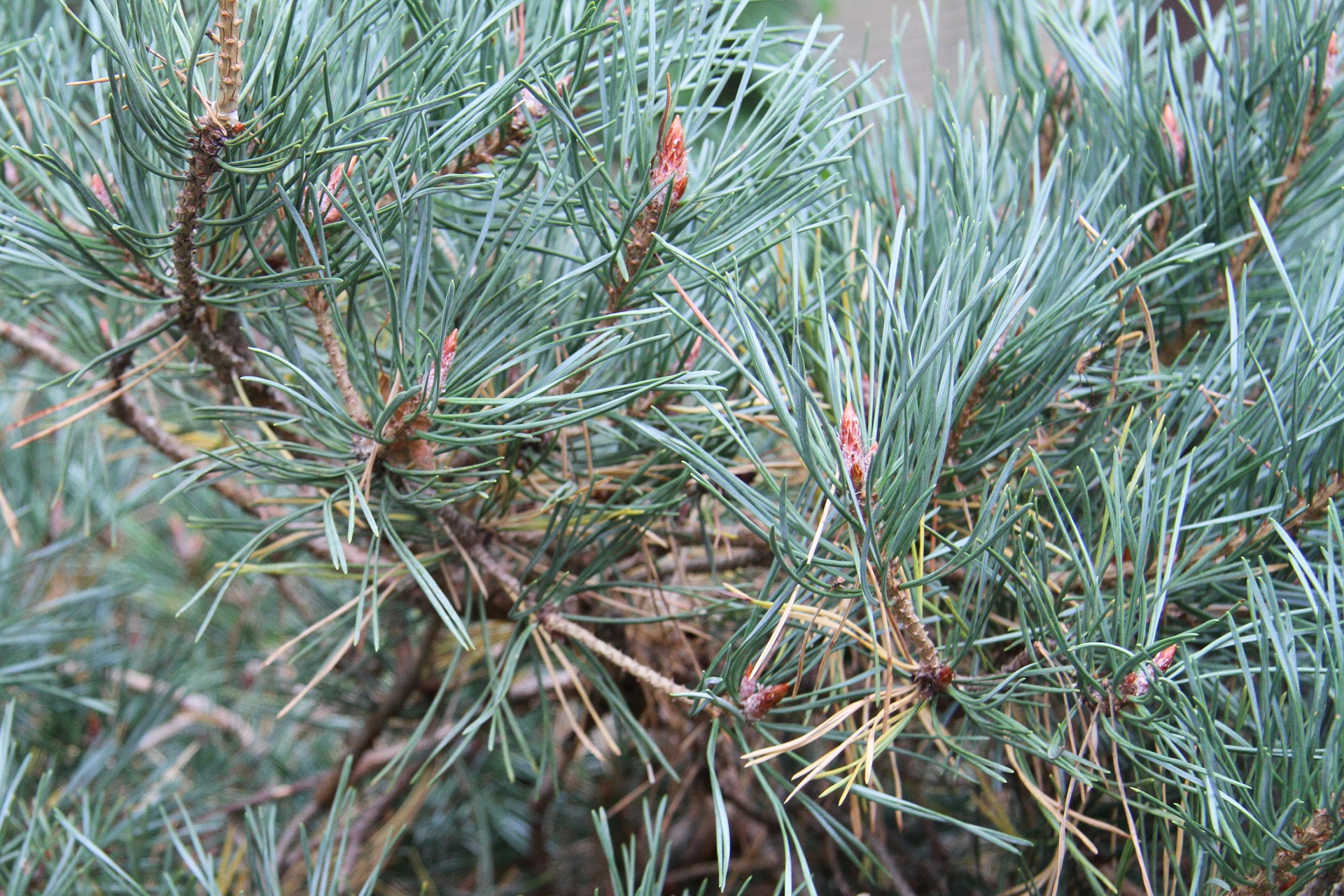 Mexican Pinyon