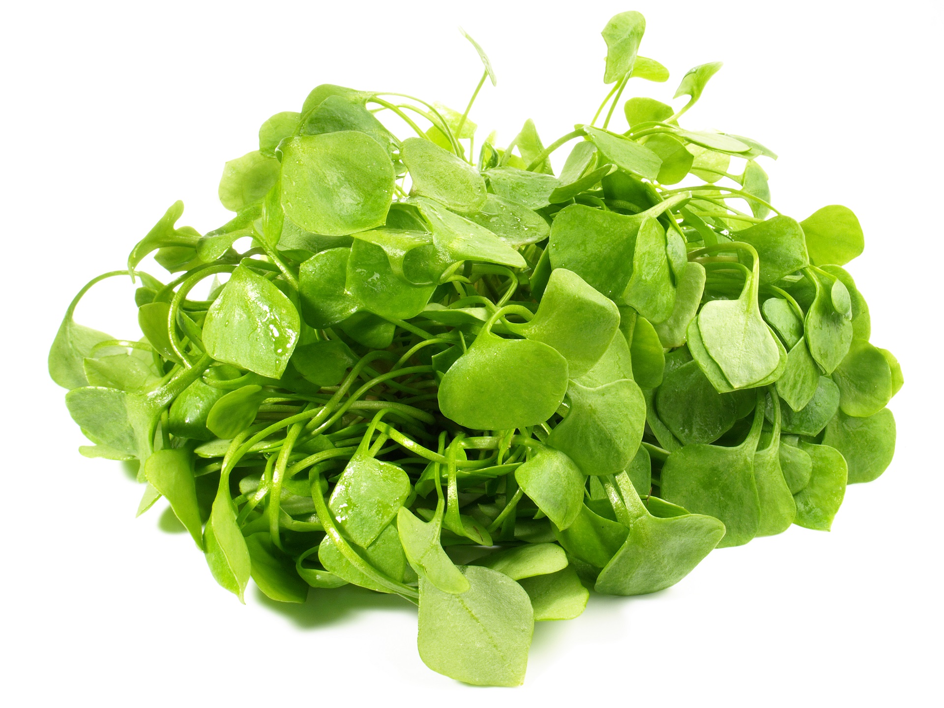 Miner's Lettuce