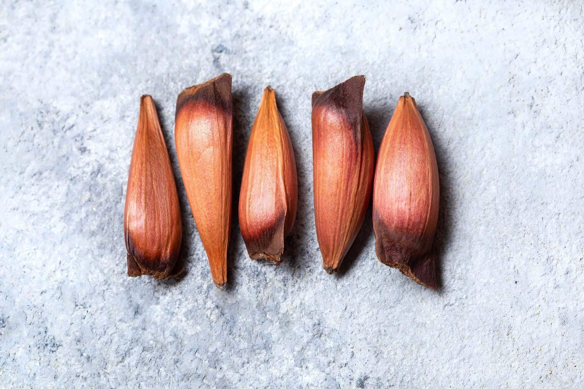 Monkey Puzzle Seeds