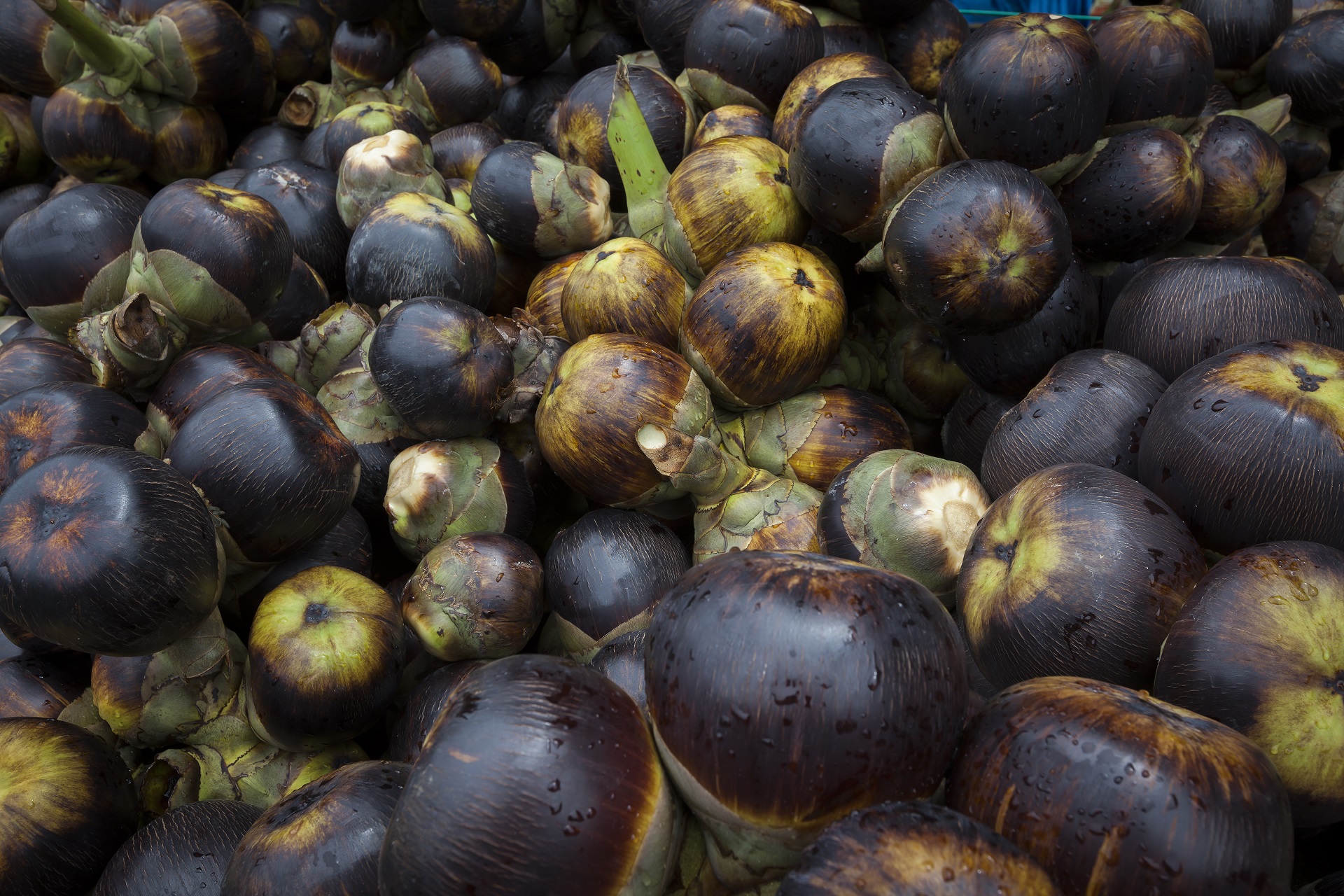 Munjal Fruit