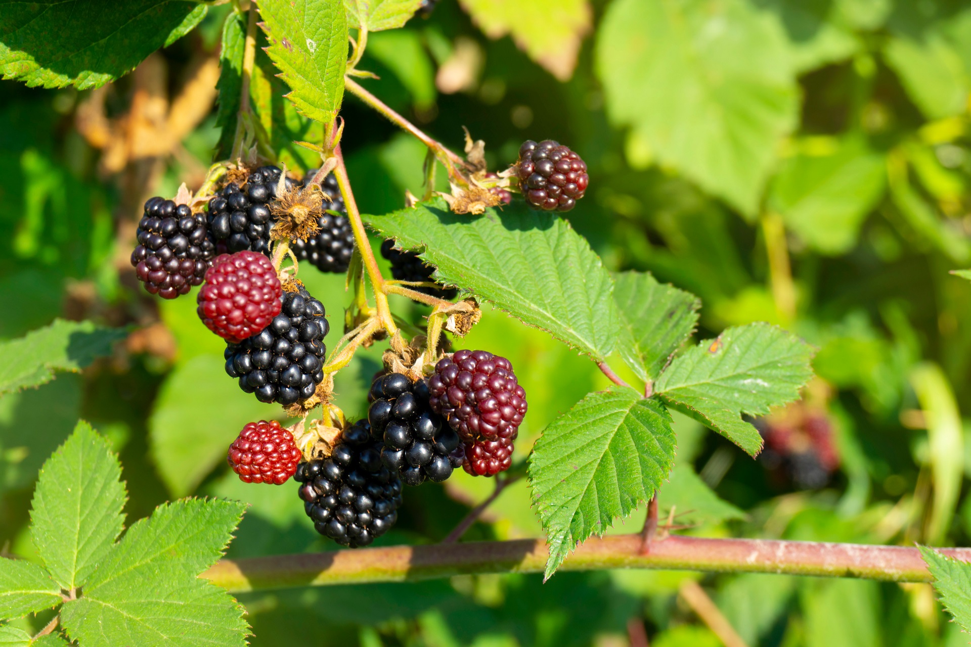 Whitebark Raspberry