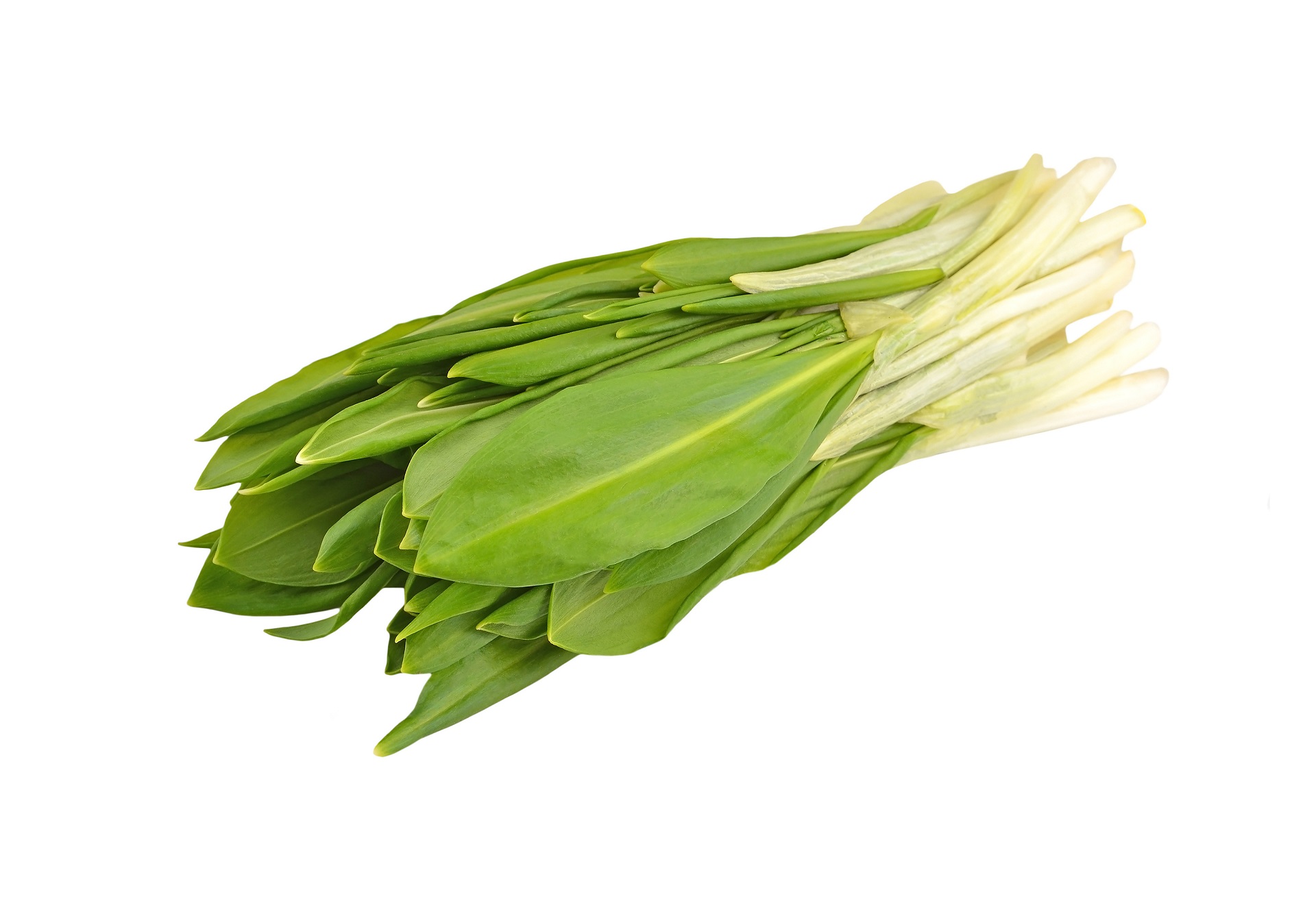 Wild Leeks