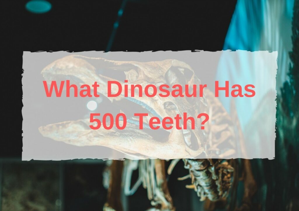 What Dinosaur Has 500 Teeth