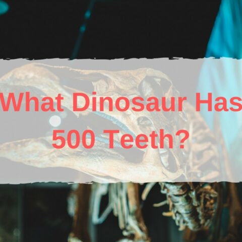 What Dinosaur Has 500 Teeth