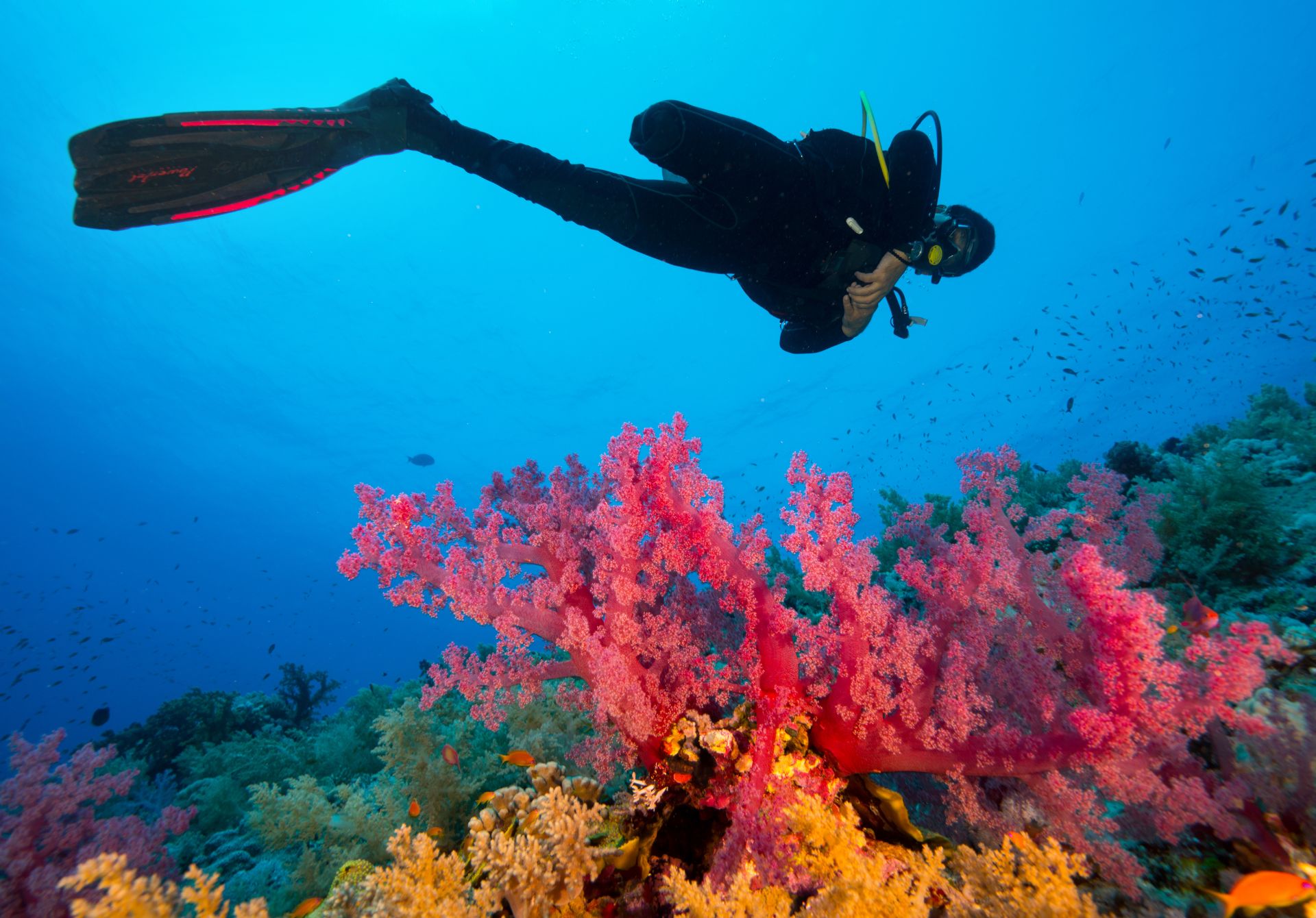 Enjoy Diving in the Great Barrier Reef