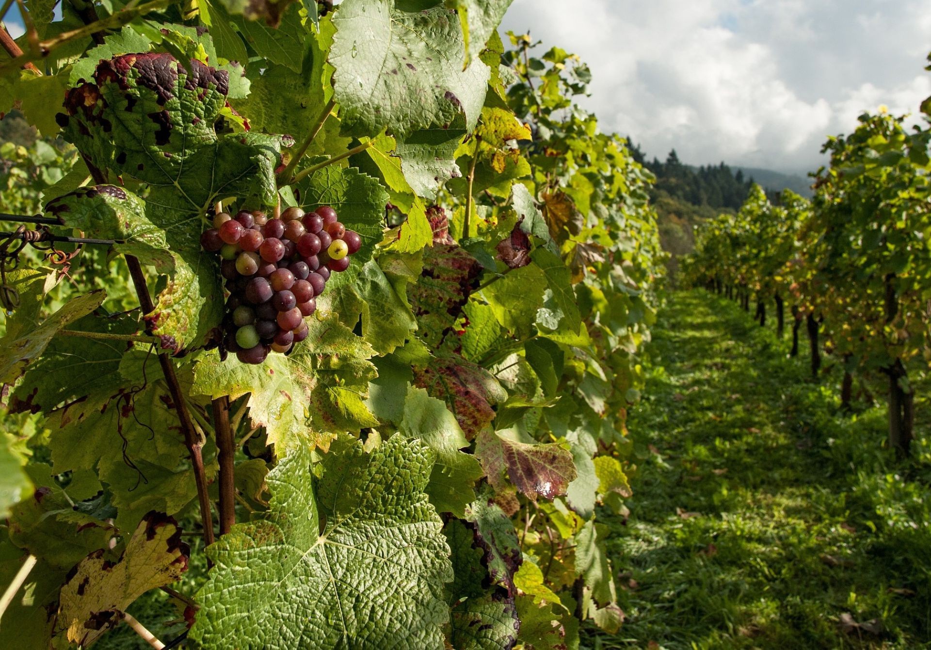 Vineyards