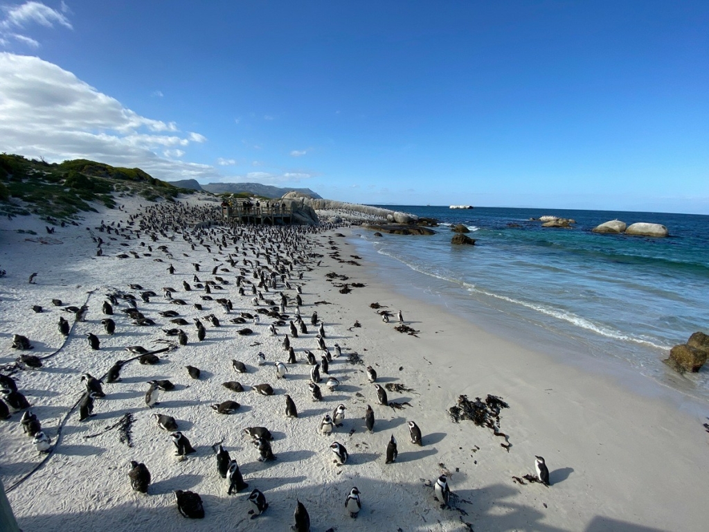 Boulders Beach, South Africa