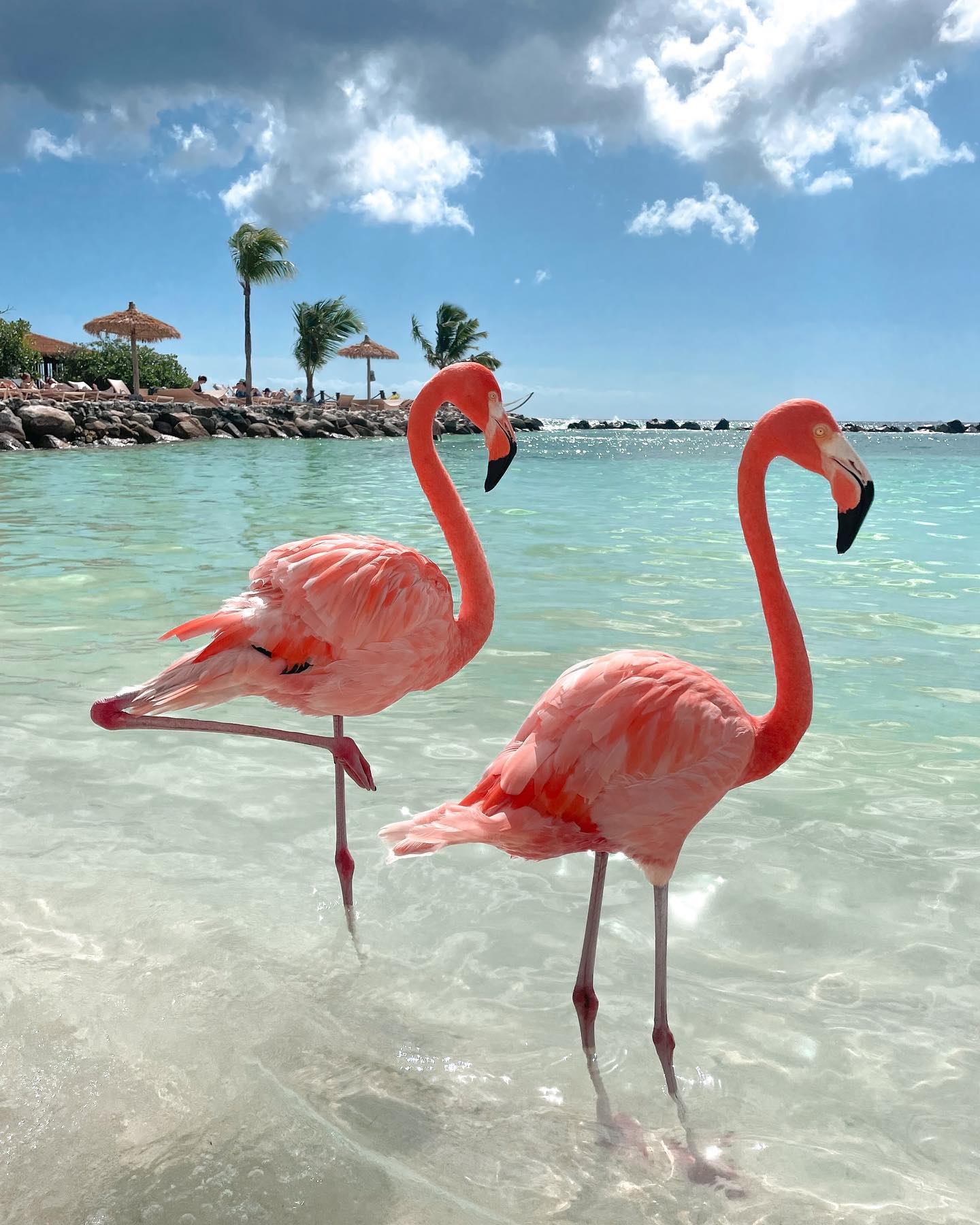 Flamingo Beach, Aruba