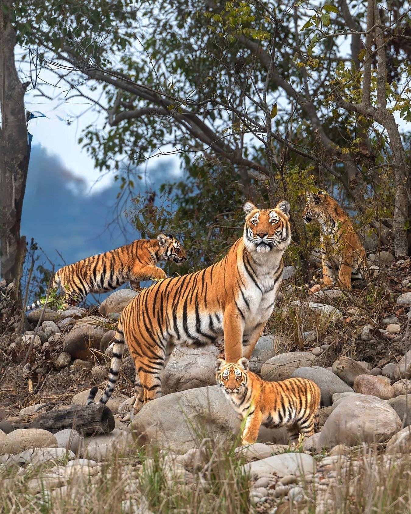 Corbett National Park, Uttarakhand