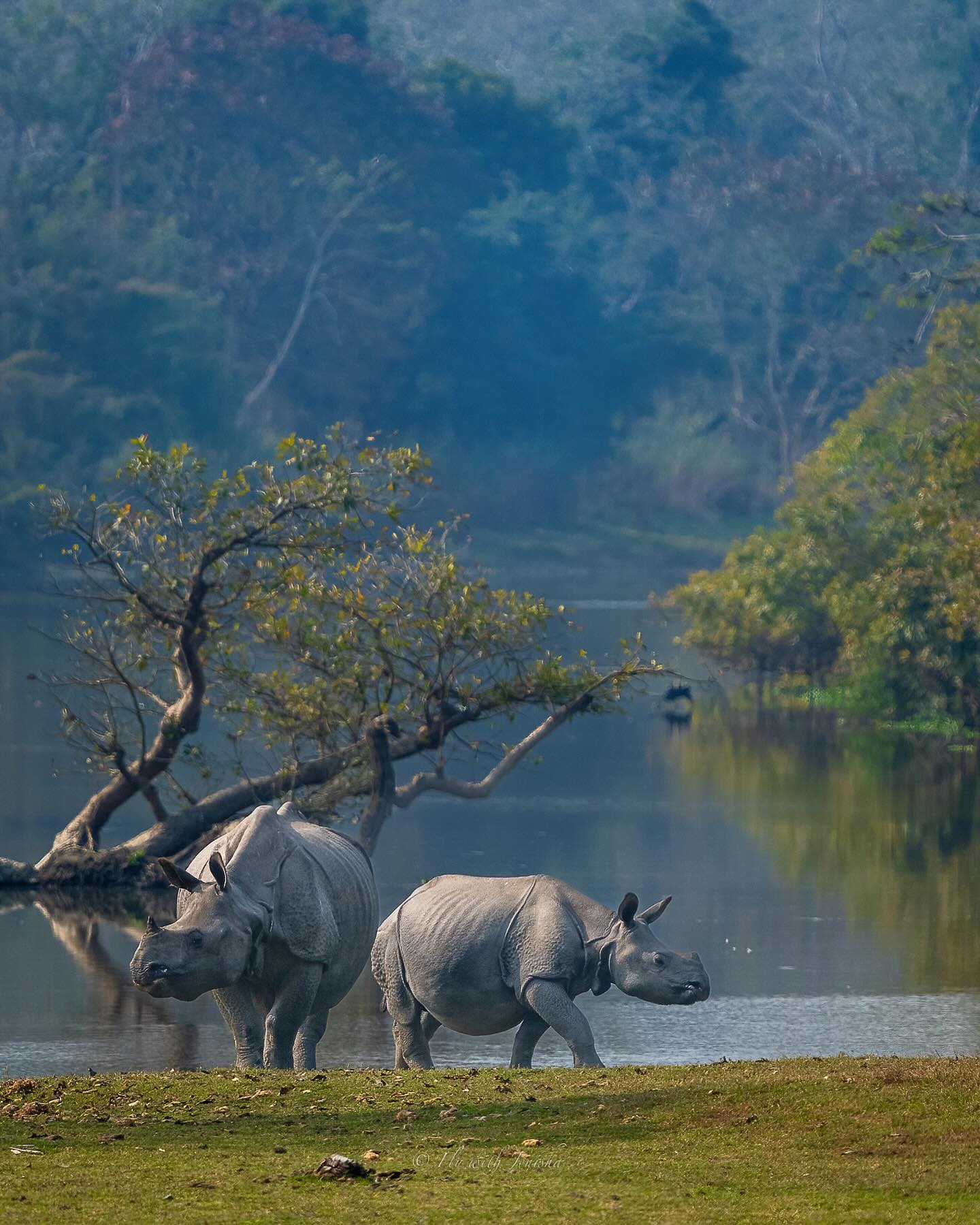 Kaziranga National Park, Assam