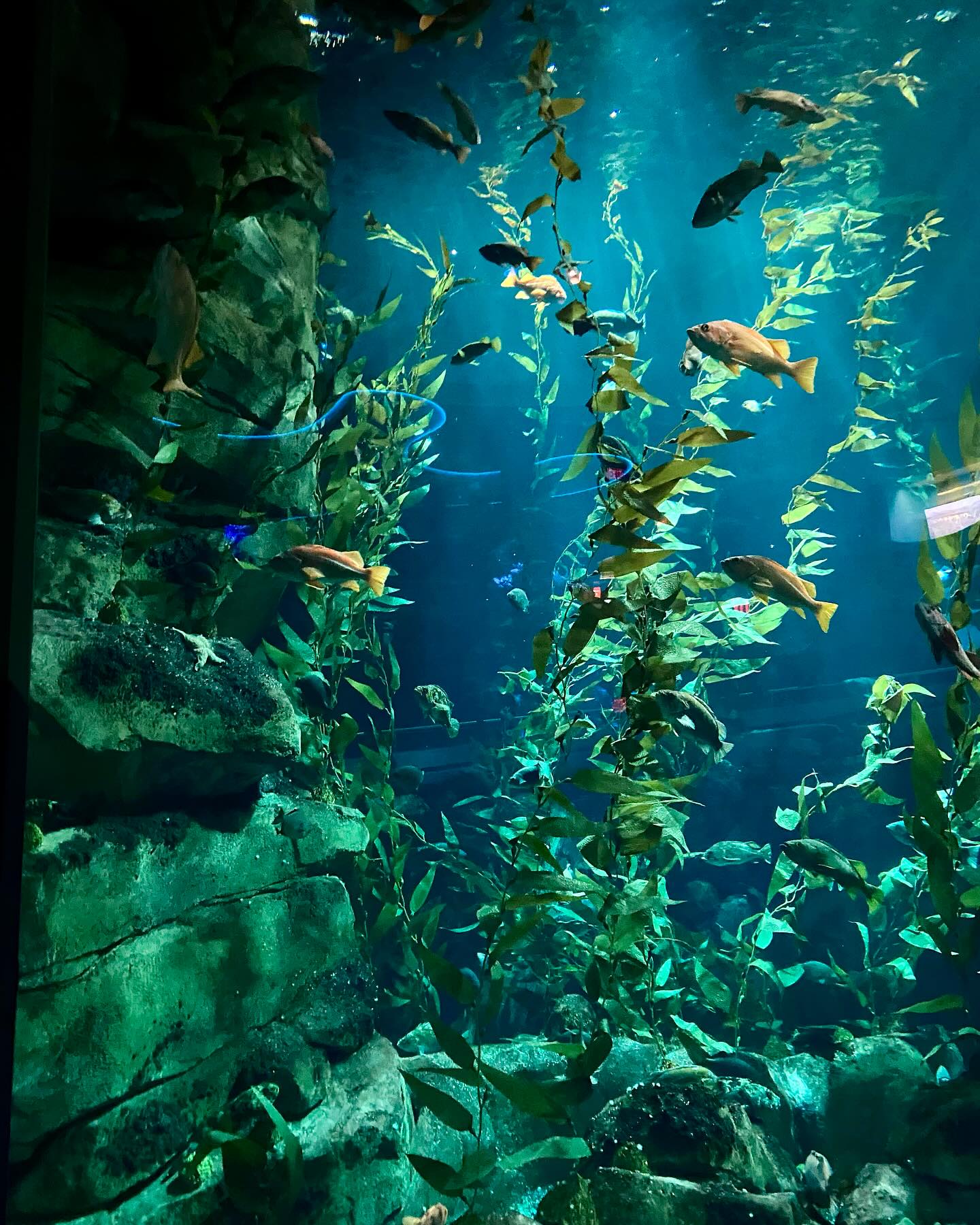 Ripley's Aquarium of Canada